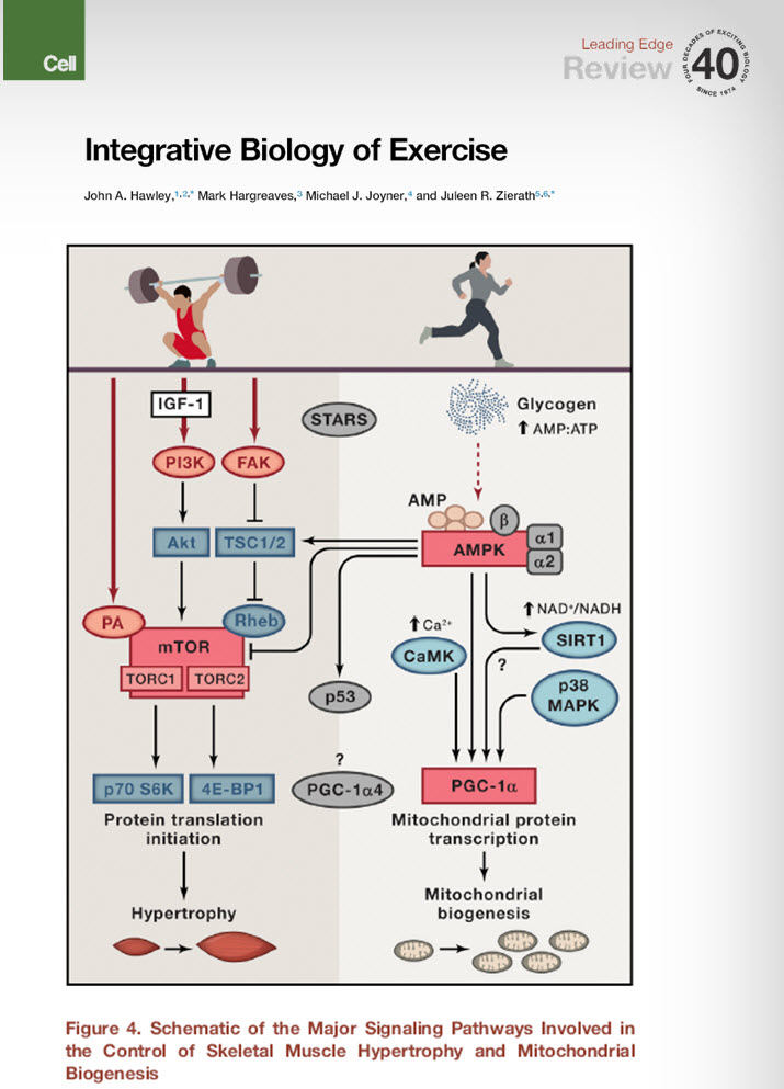 Integrative Biology of Exercise