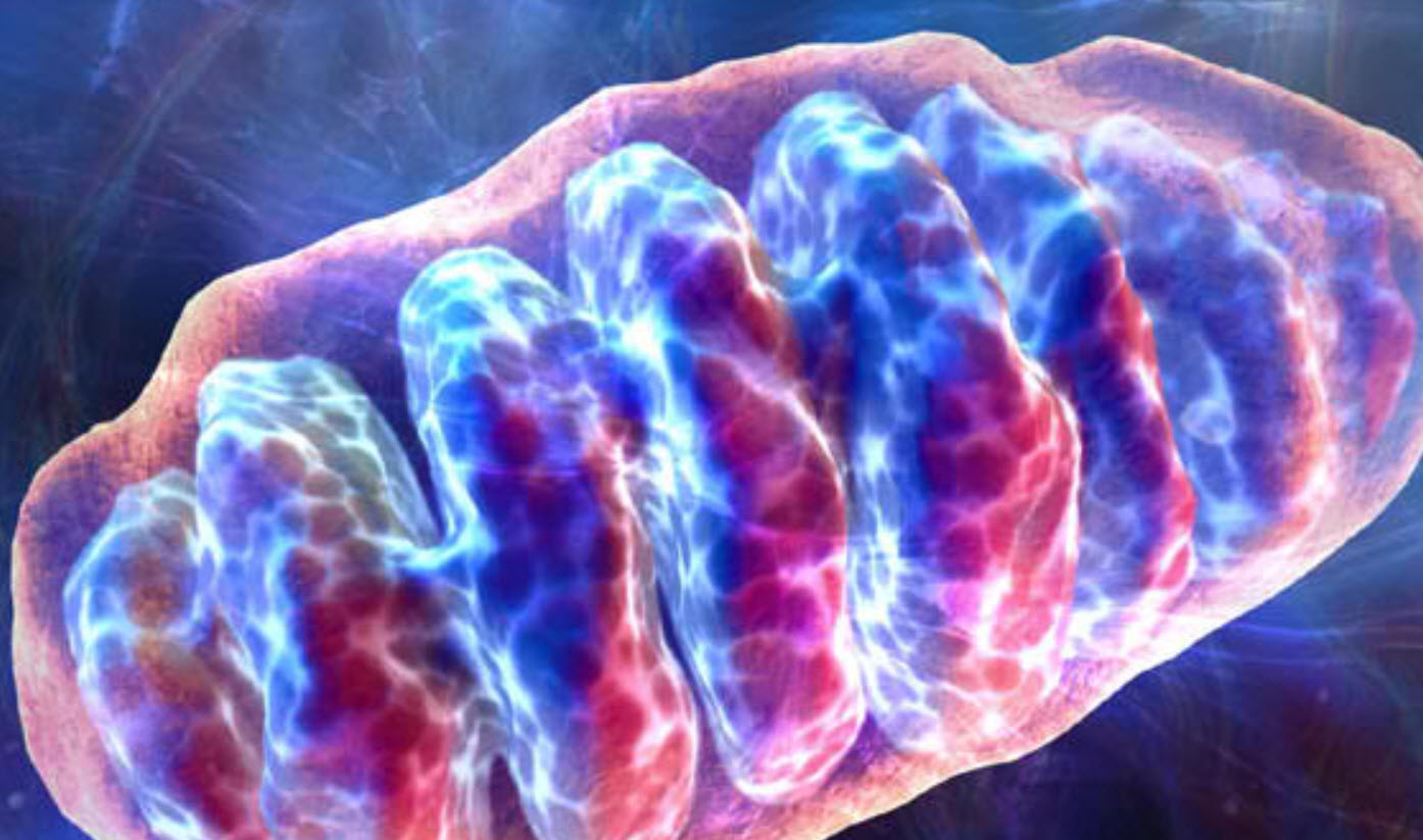​Resumen: Adaptaciones de las mitocondrias de los músculos esqueléticos a la obesidad