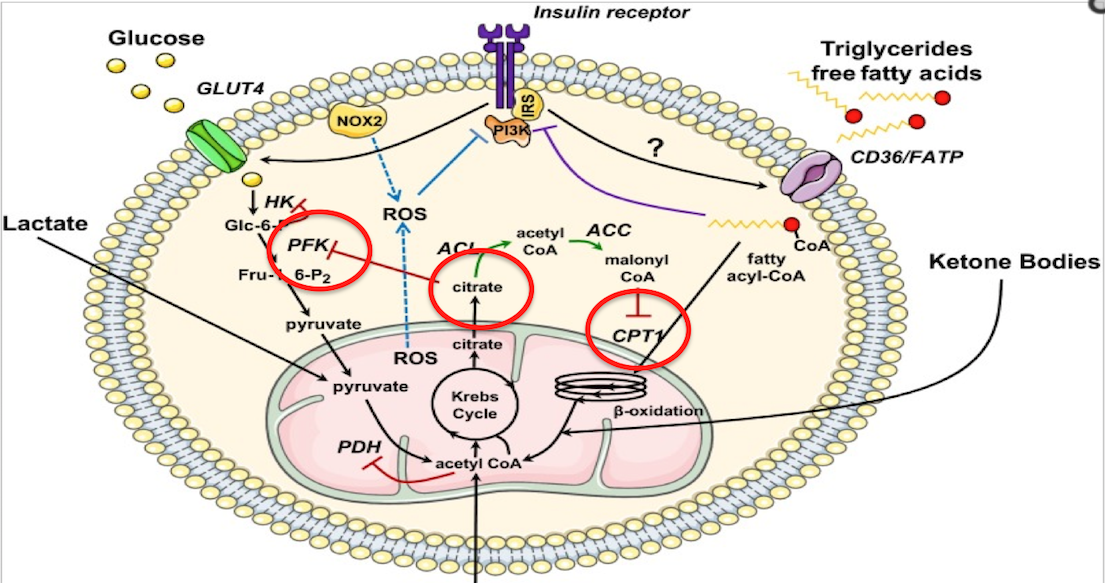 ​Mitocondrias en la degradación y formación de ácidos grasos
