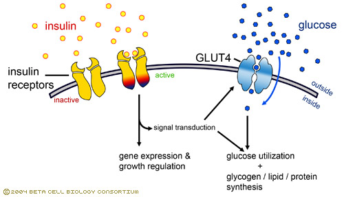 Cómo afecta el ejercicio de Fuerza sobre los GLUT4: importancia en sujetos diabéticos.