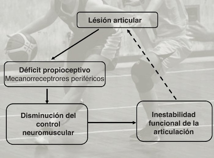 Rol del sistema sensoriomotor en la estabilidad articular durante las actividades deportivas