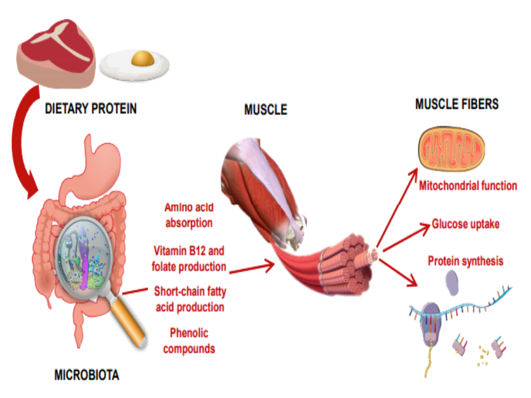 Microbiota intestinal, ejercicio y sarcopenia. Parte 1