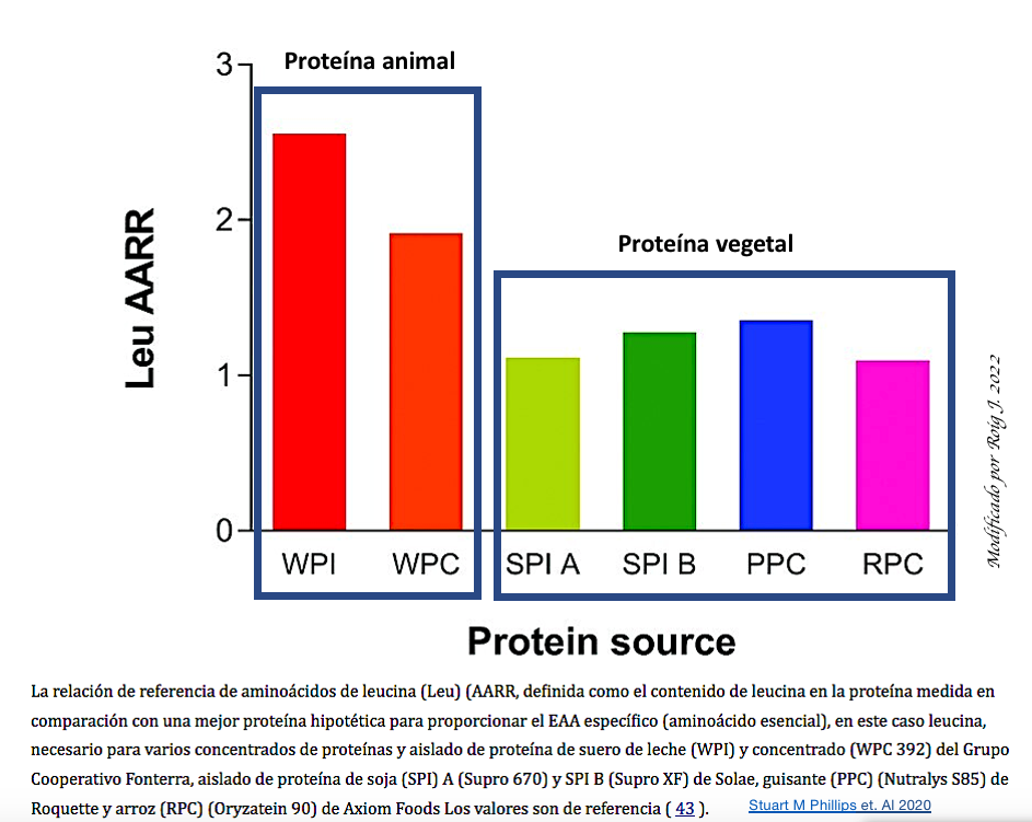 ​De pérdida y recuperación de proteínas.  Una mirada al aporte proteico y en especial al de la leucina
