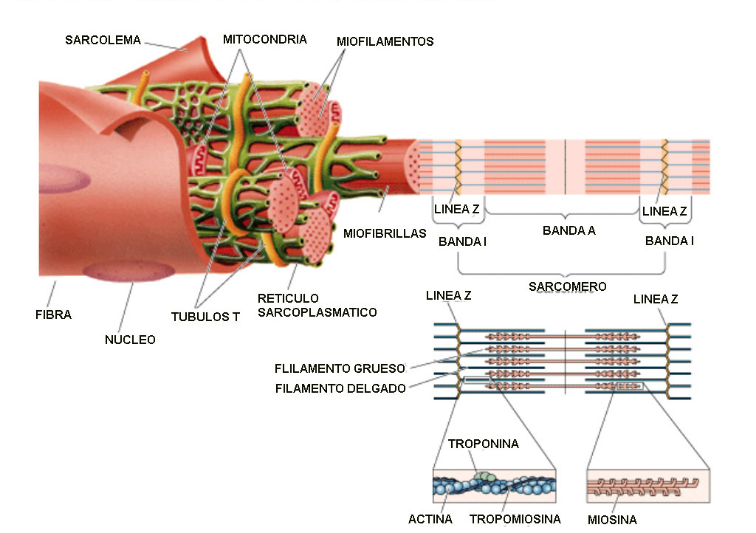 ​La hipertrofia muscular