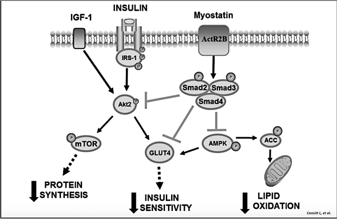 ​Algunas cuestiones inherentes a la miostatina, la sarcopenia y el metabolismo energético