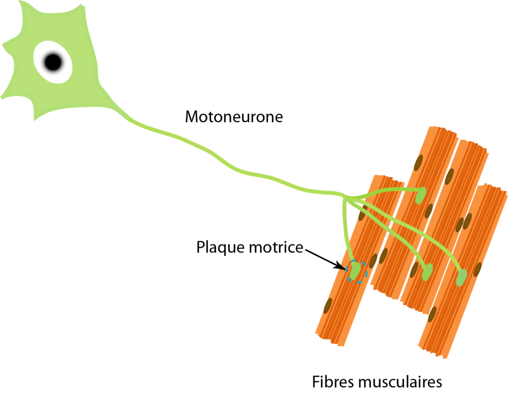 Las motoneuronas en situación de sarco-dinapenia