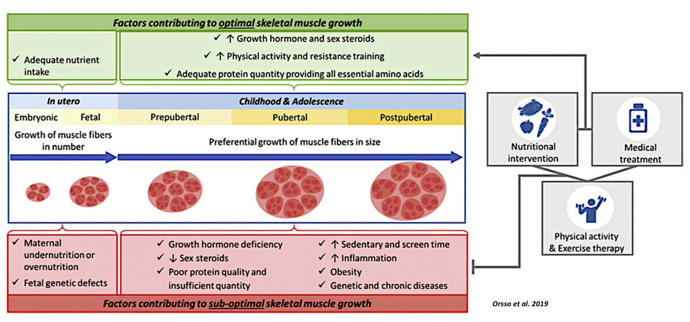 Masa muscular en la niñez y adolescencia. Cuando la desactualización profesional es un dispositivo que enferma