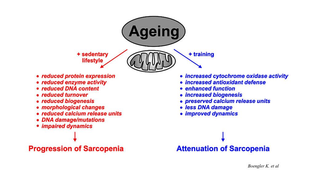 ​Envejecimiento y sarcopenia. Una mirada especial a las mitocondrias en el deterioro muscular