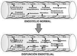 Función endotelial y ejercicio físico