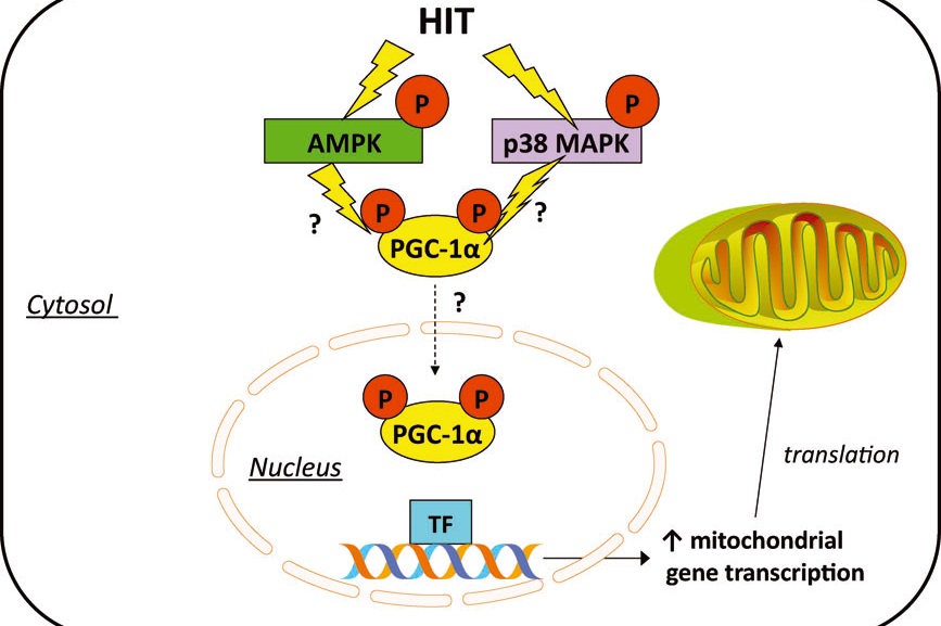 Potenciales mecanismos de señalización intracelular implicados en la biogénesis mitocondrial inducida por el HIT