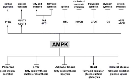 AMPK: Regulador Metabólico