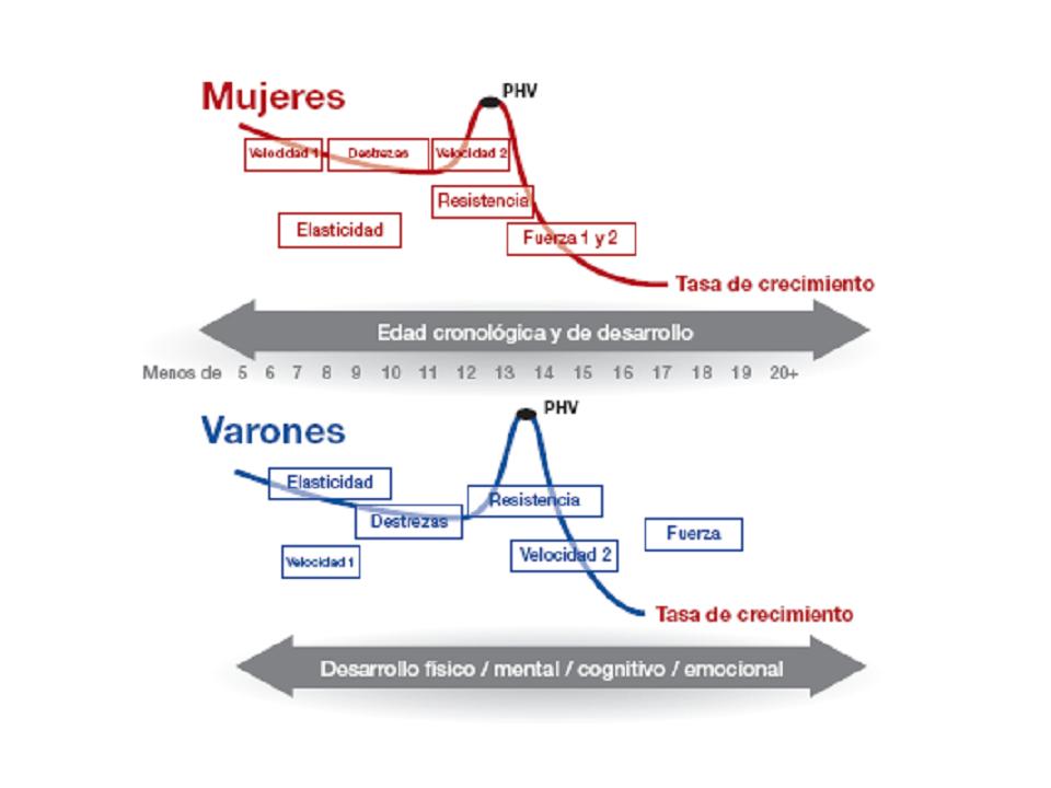 DESARROLLO A LARGO PLAZO DEL DEPORTISTA. ENTRENABILIDAD EN LA INFANCIA Y LA ADOLESCENCIA.