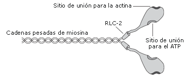 Factores Moduladores de la Potenciación Post- Activación y su Efecto sobre el Rendimiento en Actividades Explosivas Subsiguientes