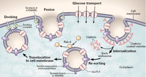 GLUT-4