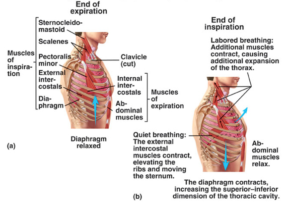MUSCULATURA RESPIRATORIA