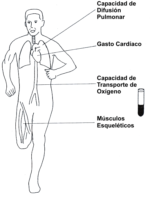 Máximo Consumo de Oxígeno