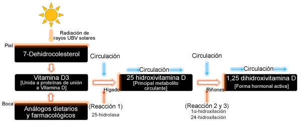 Posibles Efectos Ergogénicos de la Vitamina D Sobre el Rendimiento y la Recuperación Deportiva