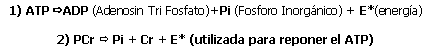 Utilización del Monohidrato de Creatina como Suplemento Dietético
