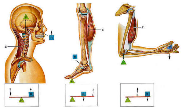 Variables Biomecánicas
