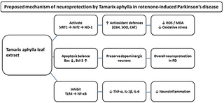 Enfatizando el papel del estrés oxidativo y Sirt-1/Nrf2 y TLR-4/NF-κB en el potencial neuroprotector mediado por Tamarix aphylla en la enfermedad de Parkinson inducida por rotenona: Estudio in silico e in vivo