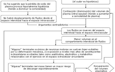 Causas de los Calambres Musculares Asociados al Ejercicio (EAMC): ¿Control Neuromuscular Alterado, Deshidratación o Agotamiento de Electrolitos?