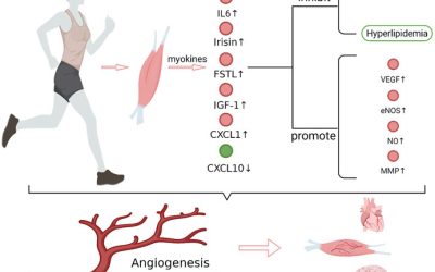 El Rol de las Miocinas Inducidas por el Ejercicio en la Promoción de la Angiogénesis