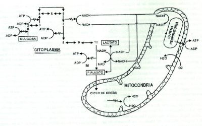 Ácido Láctico y Ejercicio (Parte I)