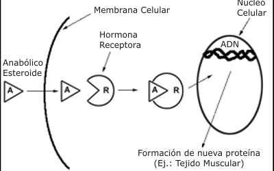 Anabólicos Esteroides Androgénicos: Mecanismos de Acción y Efectos Sobre el Rendimiento