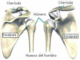 Cintura escapular