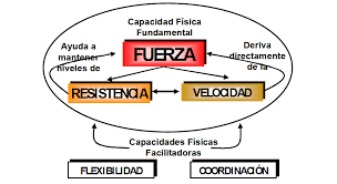 ENTRENAMIENTO DE LA FUERZA CON BANDAS