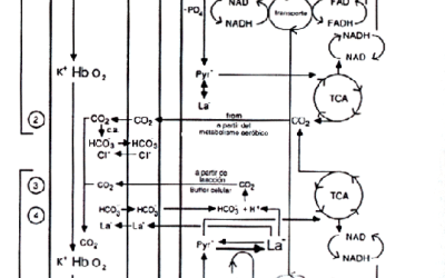 Facilitación del Consumo de Oxígeno por la Acción de la Acidosis Láctica durante el Ejercicio