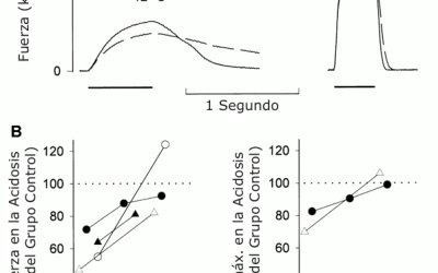 Fatiga Muscular: ¿La Causa Principal es el Ácido Láctico o los Fosfatos Inorgánicos?