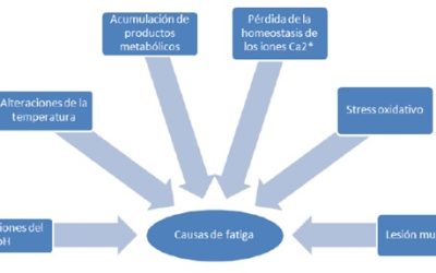 Fatiga neuromuscular aguda