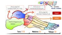 Huella plantar, biomecánica del pie y del tobillo: propuesta de valoración