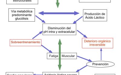 La acidosis láctica en los deportistas