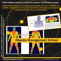 La imagen térmica es una alternativa no invasiva para la medición de la actividad del tejido adiposo pardo en seres humanos.