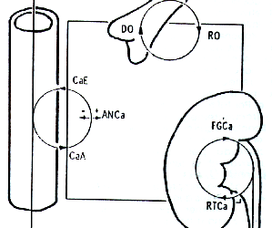 Metabolismo Fosfocálcico. Bases Fisiológicas: su relación con el Ejercicio y el Deporte (Parte I)