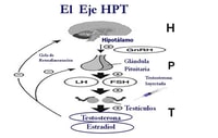 PRO-HORMONALES NATURALES. TRIBULUS, ZINC, ZMA y DHEA. ¿FUNCIONAN?