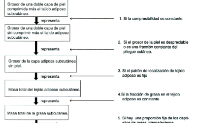 Predicción sobre tejido adiposo corporal, mediante técnica de calibre para pliegues cutáneos: suposiciones y evidencia cadavérica