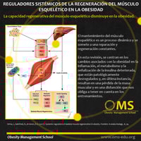 Reguladores sistémicos de la regeneración del músculo esquelético en la obesidad