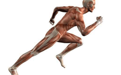 Somos lo que comemos, y si somos deportistas ¿Qué comemos?