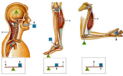 Variables Biomecánicas