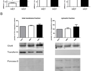Adaptaciones funcionales y musculares en un modelo experimental para el entrenamiento de fuerza isométrica en ratones