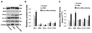 El estiramiento mecánico de los mioblastos C2C12 inhibe la expresión del receptor 3 (TLR3) y de los autoantígenos asociados con miopatías inflamatorias