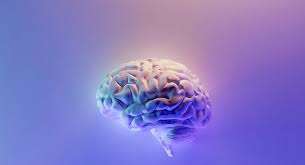 Transformando el Cerebro a Través del Movimiento: Evidencia Científica del Impacto del Ejercicio Físico en la Neuroplasticidad
