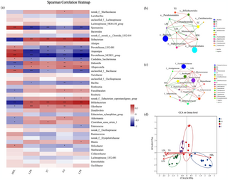 El trasplante de bacterias fecales replica el ejercicio aeróbico para remodelar la microbiota intestinal en ratones para inhibir la aterosclerosis inducida por la dieta alta en grasas