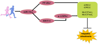 El ejercicio aeróbico mejoró la esteatosis hepática al modular la vía de señalización PPARα/SIRT1-AMPK mediada por miR-34a