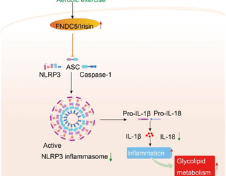 El papel y el mecanismo de la señal de irisina/NLRP3 en el ejercicio aeróbico que mejora la homeostasis de la glucosa en sangre en ratones prediabéticos