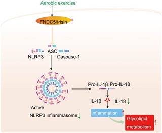 El papel y el mecanismo de la señal de irisina/NLRP3 en el ejercicio aeróbico que mejora la homeostasis de la glucosa en sangre en ratones prediabéticos