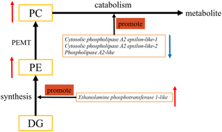 Análisis completo de transcriptomas y metabolomas para explorar los efectos de los TC en el metabolismo lipídico de los GC en el folículo preovulatorio de ganso